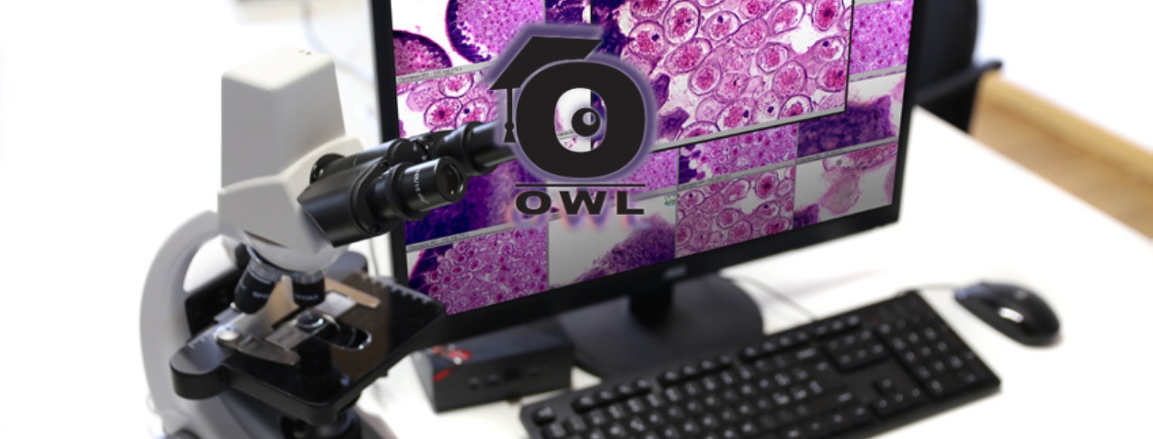 OPTIKA - OWL